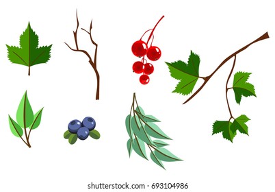 Set of vector leaves and berries icons. Forest design elements. Natural decorations. Isolated on white