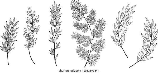 Set of vector leaves and branches, ferns and eucalyptus leaves. Line art, pencil sketch botanical illustration.