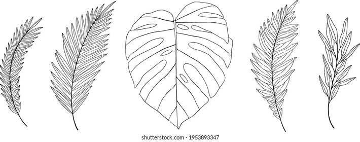 Satz von Vektorblättern und Ästen - Monstera, Farne und Eukalyptusblätter. Line Art, Stift Skizze botanische Illustration.