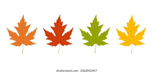 Set of vector leaves. Maple leaves. Isolated on a white background.