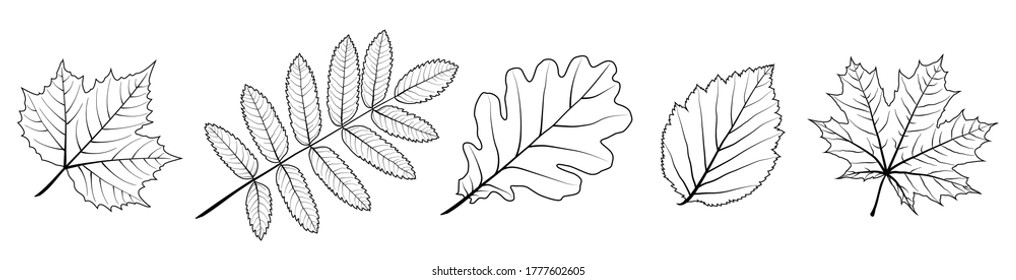 Set of vector leaves. Silhouette of plants. Natural elements for season backgrounds, templates, wallpaper, cards