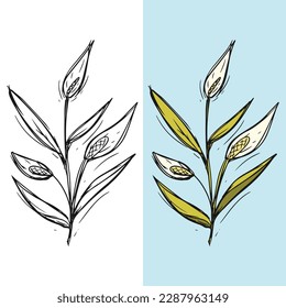 set of vector lily flower illustrations, editable for all your graphic needs