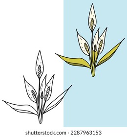 set of vector lily flower illustrations, editable for all your graphic needs