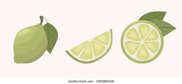 Set of vector lime isolated on white background.