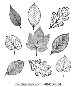 Set of Vector linden, oak, nut, plane tree, maple leaves , isolated on white background 