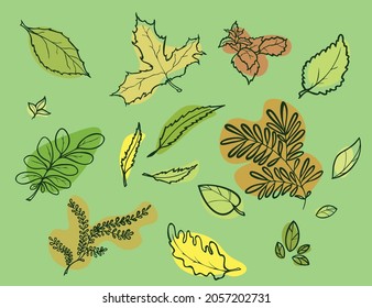 Conjunto de ilustraciones de líneas vectoriales de diferentes hojas de árboles y plantas. Hojas de plantas y árboles dibujadas a mano con formas decorativas de color.