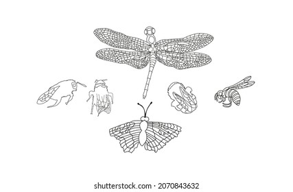 Set of vector line drawn Insects. Insect Collection of Bee, Dragonfly, Wasp, Butterfly. Isolated on white background.