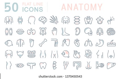 Set of vector line icons of anatomy for modern concepts, web and apps. 