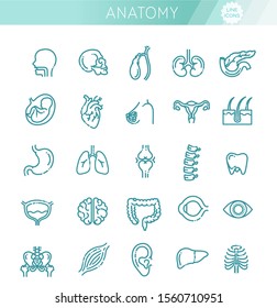 Set of vector line icons of anatomy