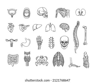 Set of vector line icons of anatomy. Internal organs and bones