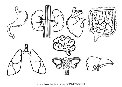 Set of vector line icons of anatomy for web and apps. Editable vector stroke. black white