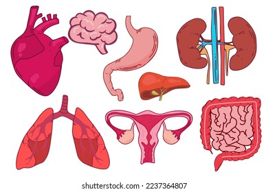 Set of vector line icons of anatomy for web and apps. Editable vector stroke