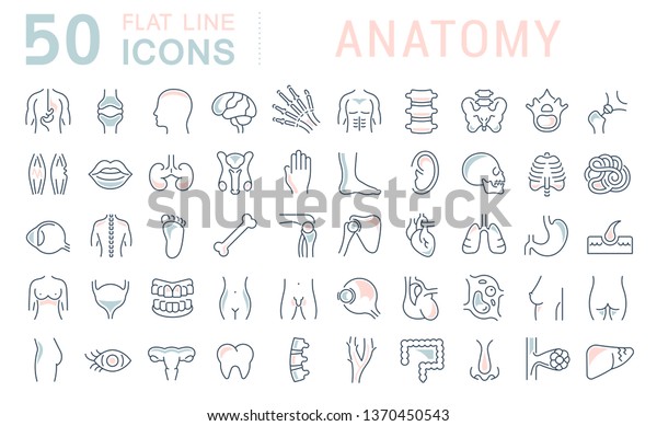 Set Vector Line Icons Anatomy Modern Stock Vector Royalty Free 1370450543