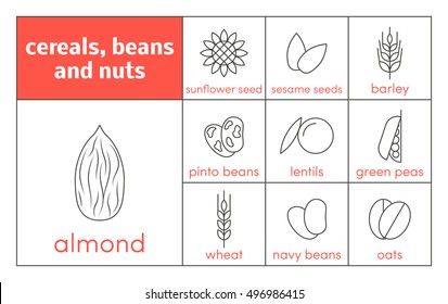 Set of vector line icons of cereals, beans and nuts