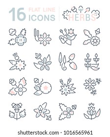 Set of vector line icons, sign and symbols with flat elements of herbs for modern concepts, web and apps. Collection of infographics logos and pictograms.