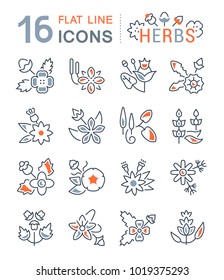Set of vector line icons, sign and symbols with flat elements of herbs for modern concepts, web and apps. Collection of infographics logos and pictograms.