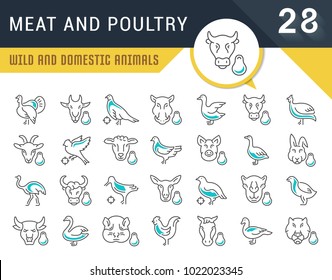 Set of vector line icons, sign and symbols of meat and poultry for modern concepts, web and apps. Collection of infographics logos and pictograms.