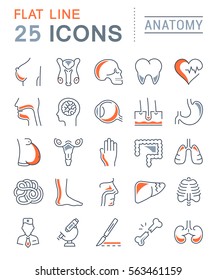 Set vector line icons, sign and symbols in flat design anatomy with elements for mobile concepts and web apps. Collection modern infographic logo and pictogram.