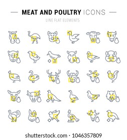 Set of vector line icons and signs with yellow squares of meat and poultry for excellent concepts. Collection of infographics logos and pictograms.