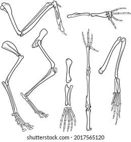Set of vector linear vertebrates skeletons. Limbs (legs or wings) of frog, fox, reptile and bird isolated on white.