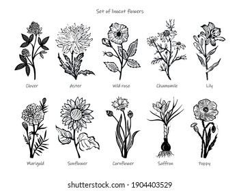 265,776 Medicinal plant Stock Illustrations, Images & Vectors ...