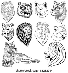 Set of vector lions, tigers, pumas, cheetahs