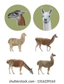 Set of vector llamas in various poses. Vector illustration isolated on white background