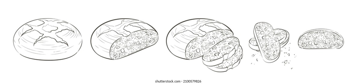 Set of vector loaf of bread. Slices and crumbs. Rye rounde rustic bread or whole grain baked bread. Logo, icon. Sketch realistic line vintage illustration