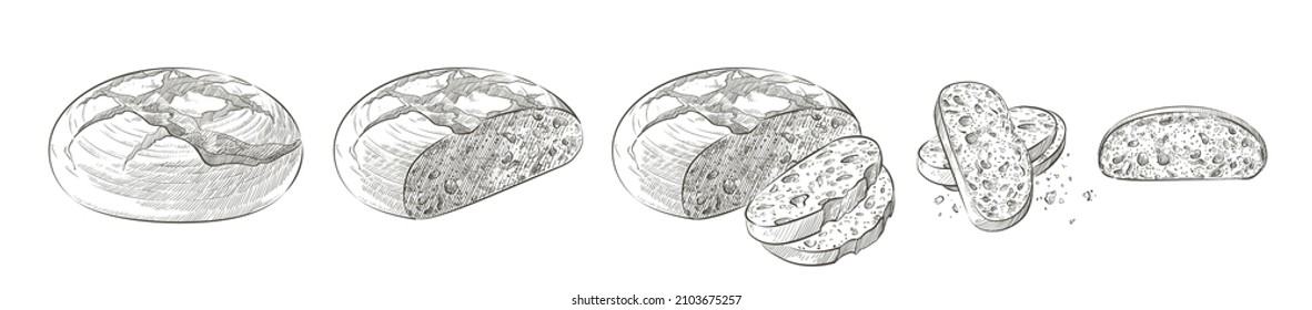 Set Of Vector Loaf Of Bread. Slices And Crumbs. Rye Rounde Rustic Bread Or Whole Grain Baked Bread. Logo, Icon. Sketch Realistic Line Vintage Illustration