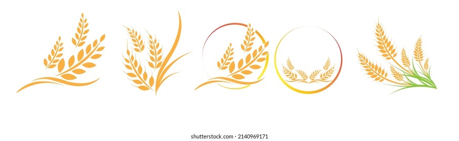 Set of Vector logo  label or package with yellow rice  wheat  rye grains. Concept for asian agriculture  organic cereal products  bread and bakery factory.Vector icon EPS10.