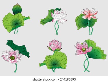 set vector lotus flower painting graphic stripes for background and text