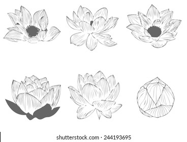 Images Photos Et Images Vectorielles De Stock De Fleur De Lotus Dessin Shutterstock