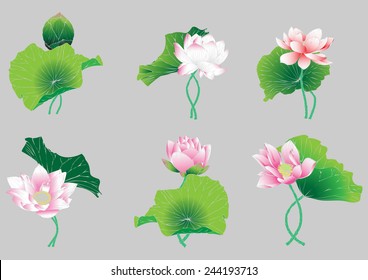 set vector lotus flower painting graphic stripes for background and text