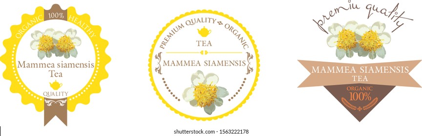 Set of vector with mammea siamensis Tea.