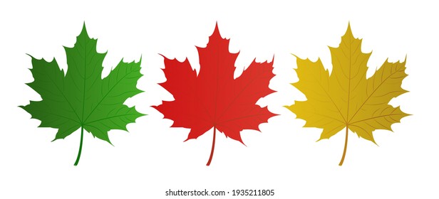 Set of vector maple leaves of different colors. Vector flat illustration.