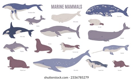 Conjunto de mamíferos marinos vectoriales aislados en fondo blanco con títulos. Ilustraciones vectoriales de animales salvajes como ballena asesina, delfín, ballena blanca, rorqual, cashalot, leopardo marino.