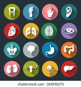 Set of vector Medical Icons with human organs in flat style with long shadows. Medical white icons on colored basis. Human anatomy flat icons for web and mobile applications.