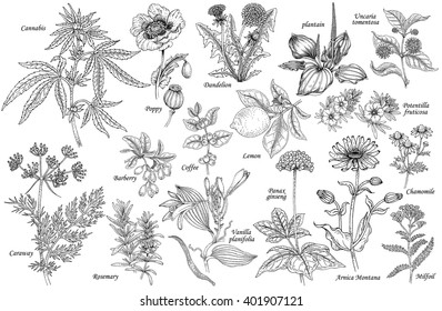 Set of vector medicinal herbs, flowers, plants, spices, fruits. Illustration of Cannabis, Poppy, dandelion, plantain, cumin, barberry, rosemary, vanilla, coffee, ginseng, chamomile, lemon, milfoil.
