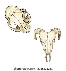 Conjunto de cráneos vectoriales de animales mexicanos. Calaveras animales. Conjunto de vectores
