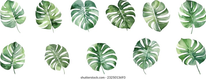set of vector monstera leaf plant illustration in watercolor style hand drawn, isolated white background, flower clipart, for bouquets, wreaths, arrangements, wedding invitations,