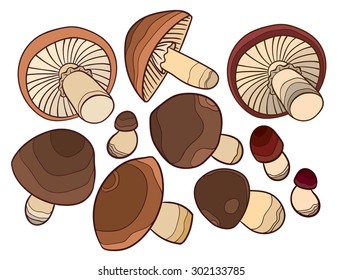 set of vector mushroom - drawing for design 