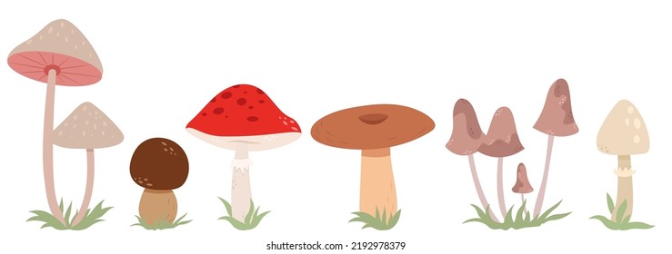 Set with vector mushrooms. Autumn harvest. 