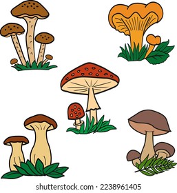 Set of vector mushrooms. Cartoon illustrations of forest mushrooms. Porcini, king trumpet, honey agaric, fly agaric, mushroom chanterelle