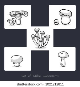 set of vector mushrooms on white background with textural shadow