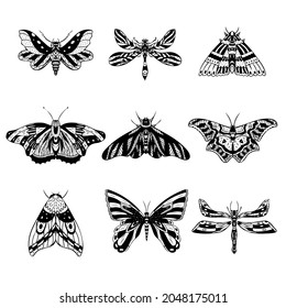 Set of vector night butterflies, moths. Hand drawn illustration. 