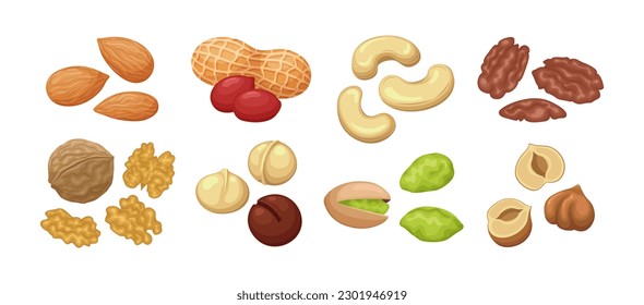 Set of vector nuts isolated on white background