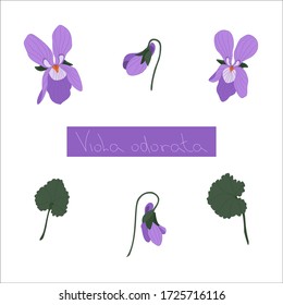 Set of vector objects on a white background. Violets, buds and leaves. Suitable for packaging, bags, greeting cards and invitations.