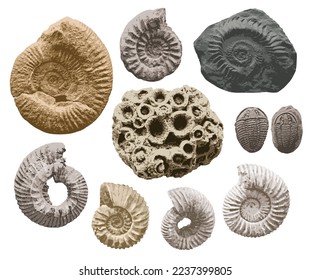 set of vector objects sea stone with imprints of shells of ancient ammonite shells and trilobites. exhibits of the paleontological museum from extinct marine mollusks and animals of the ocean fauna.