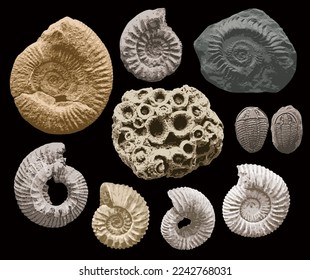 set of vector objects sea stone with imprints of shells of ancient ammonite shells and trilobites. exhibits of the paleontological museum from extinct marine mollusks and animals of the ocean fauna.