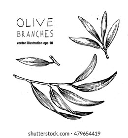 Set of vector olive branch and leaves. Olives oil sign. Symbol of peace. Greek religious sign. Mythological icon.Healthy products label. Organic cosmetics. Eco food. Natural element.
